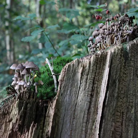 In Veluwe Near Nature Reserve *