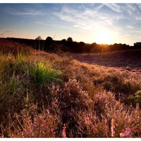In Veluwe Near Nature Reserve *