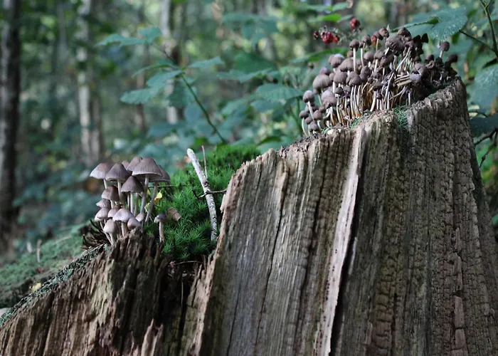 In Veluwe Near Nature Reserve *