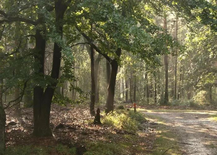 In Veluwe Near Nature Reserve Dom wakacyjny Voorthuizen