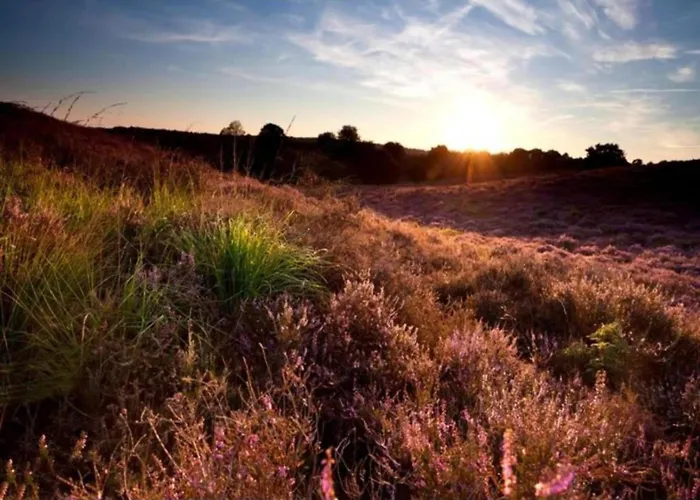 In Veluwe Near Nature Reserve *
